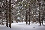 Snow-Covered Trail_11522